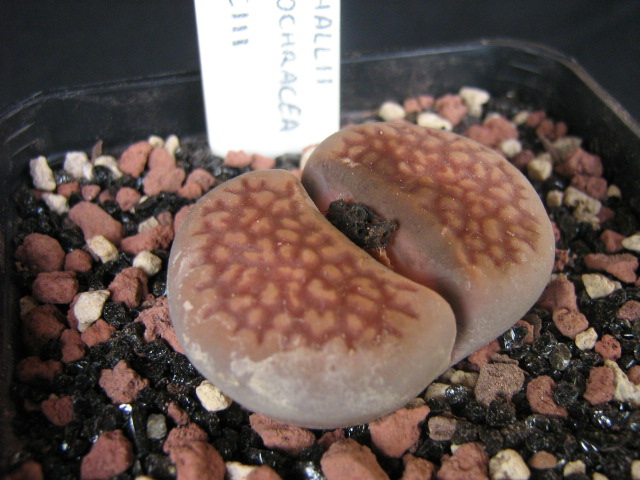 Lithops hallii v. ochracea C111