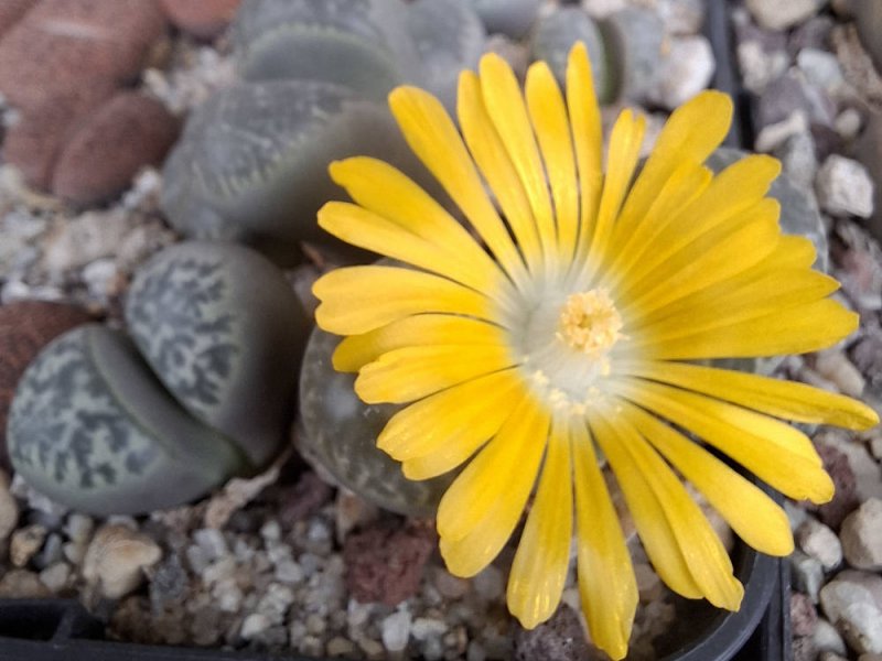 Lithops helmutii C271