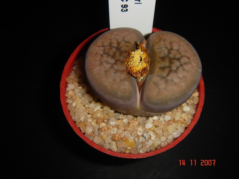 Lithops hookeri v. elephina C 93