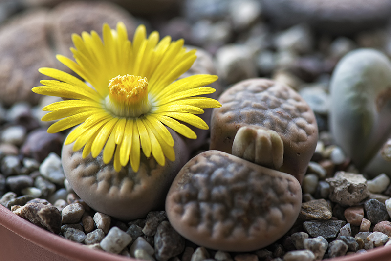 Lithops hookeri v. susannae 