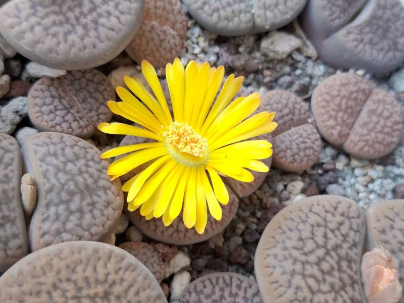 Lithops hookeri var. dabneri C301