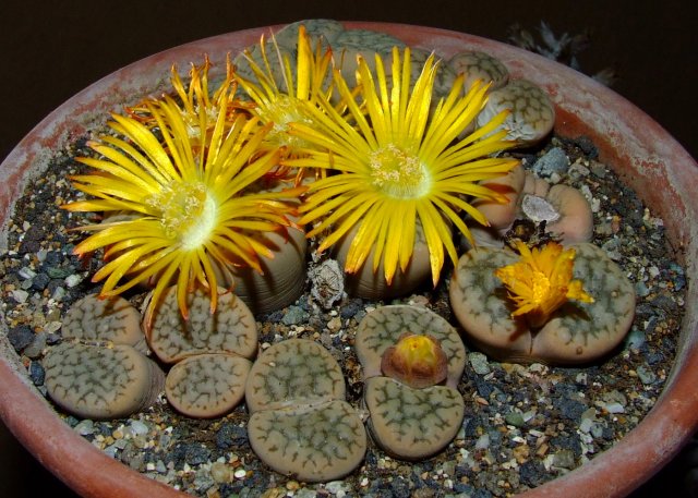 Lithops hookeri v. susannae 