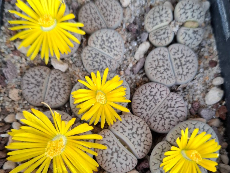 Lithops hookeri v. susannae C091