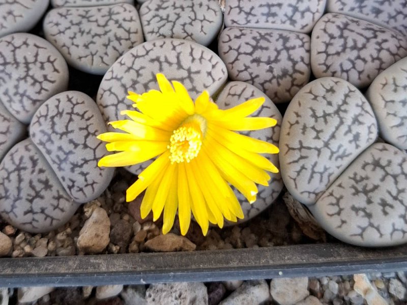 Lithops hookeri var. susannae C091