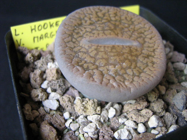 Lithops hookeri v. marginata C89