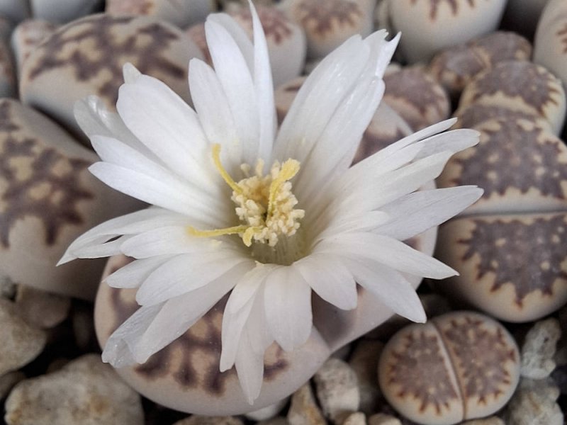 Lithops julii ssp. fulleri var. brunnea C179