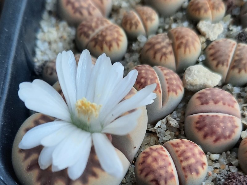 Lithops julii ssp. fulleri v. brunnea C179