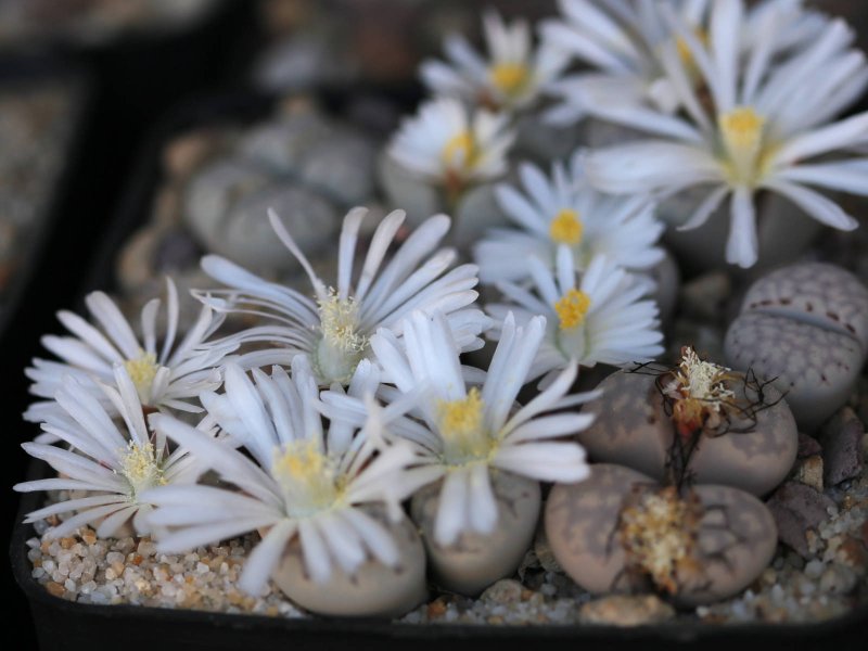 Lithops julii C205