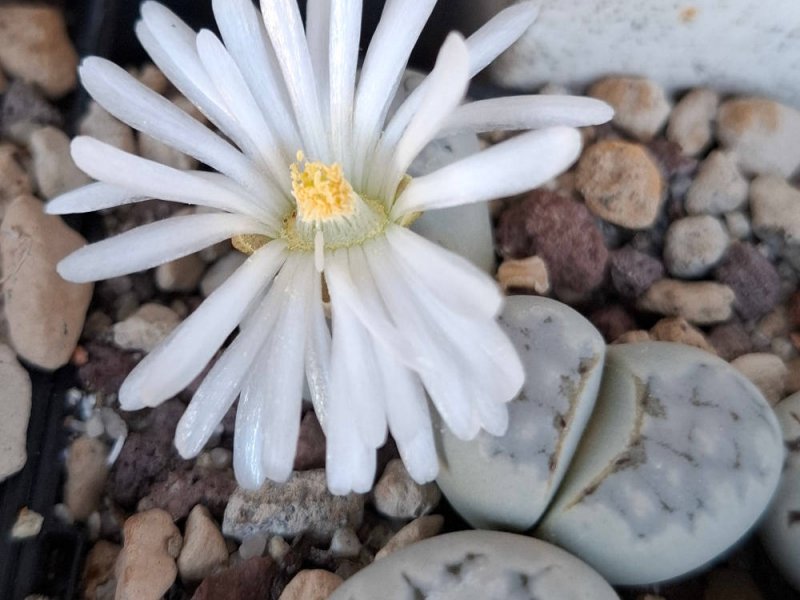 Lithops julii ssp. julii (*chrysocephala) C205