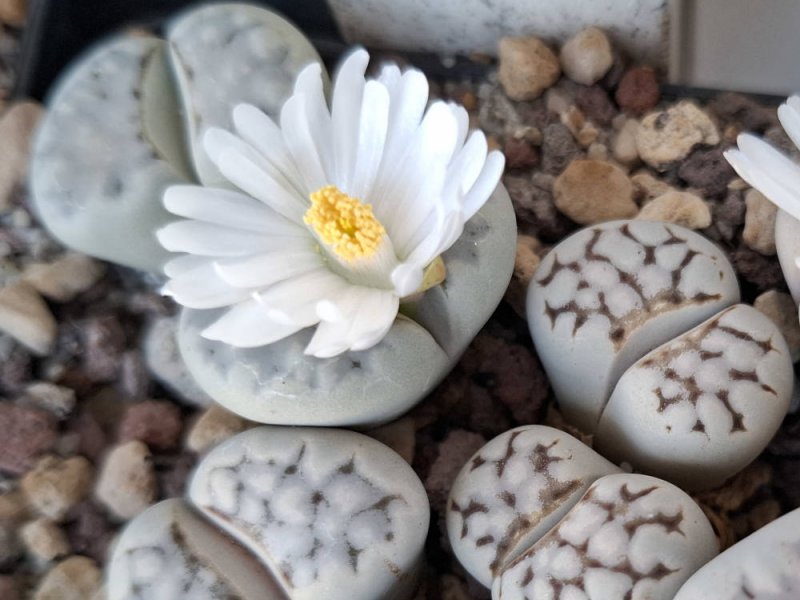 Lithops julii ssp. julii (*chrysocephala) C205