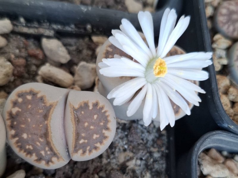 Lithops julii "kikusho giyoku" 