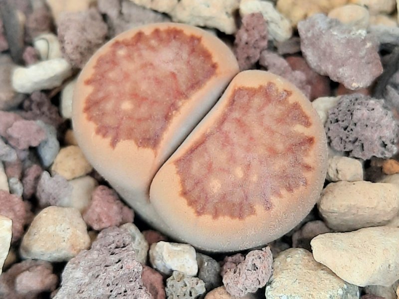 Lithops julii cv. 'kikusho giyoku' 