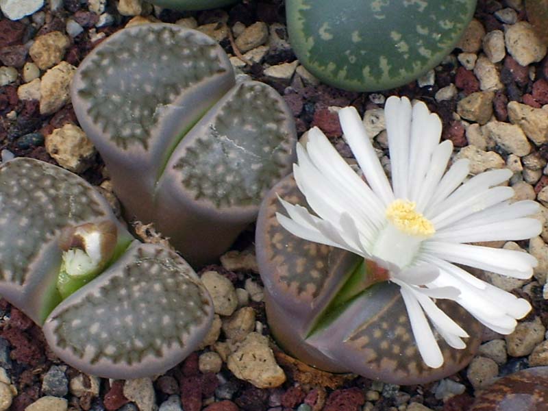 Lithops julii cv. fuscous form 