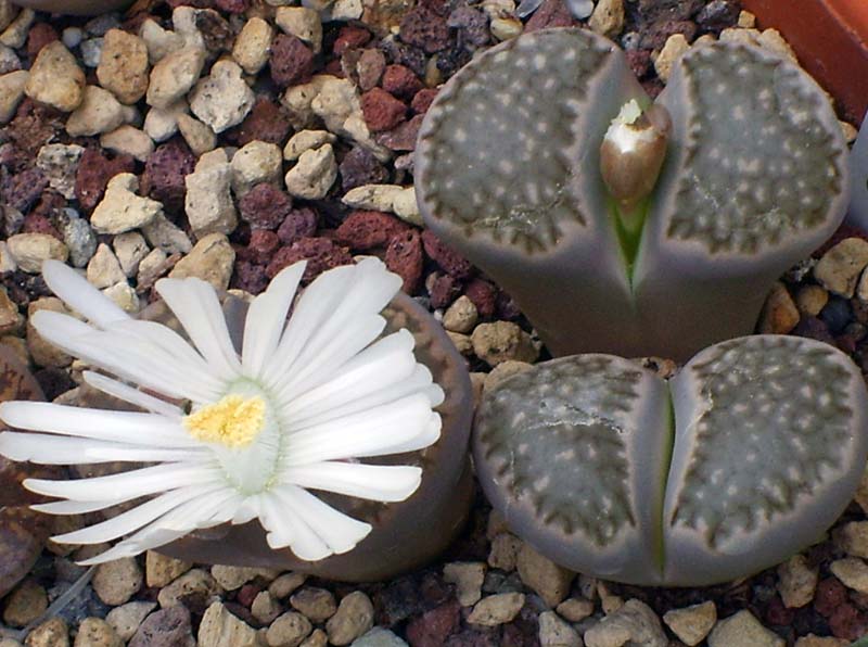 Lithops julii cv. fuscous form 