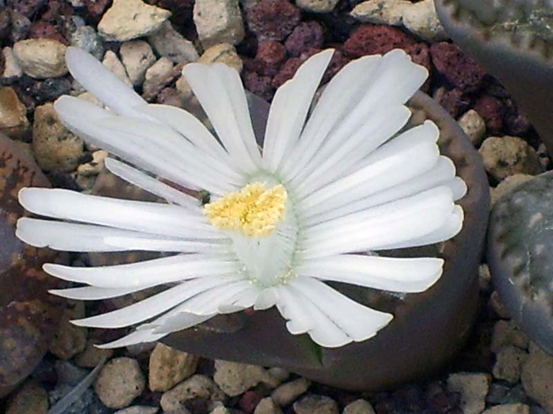 Lithops julii cv. fuscous form 