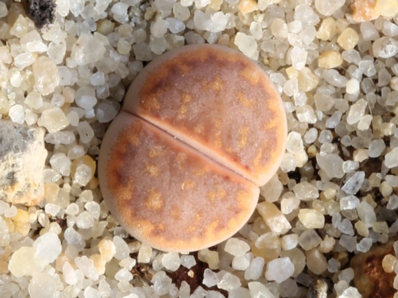 Lithops julii C218