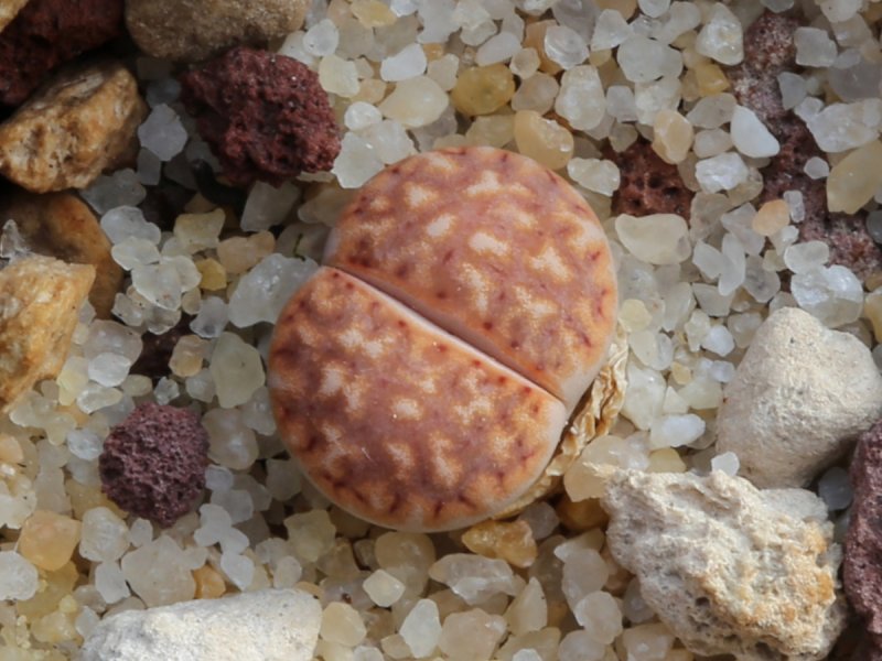 Lithops julii C218