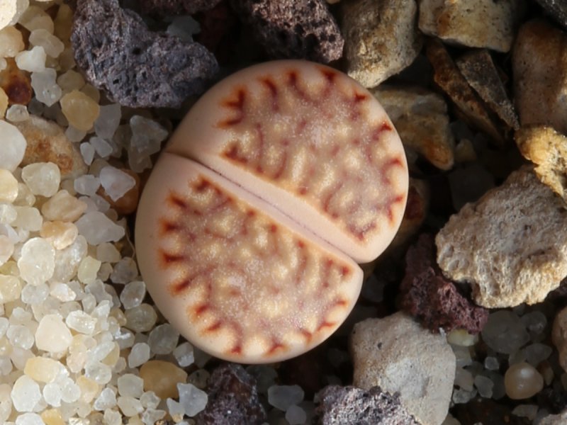 Lithops julii ssp. julii (*littlewoody) C218