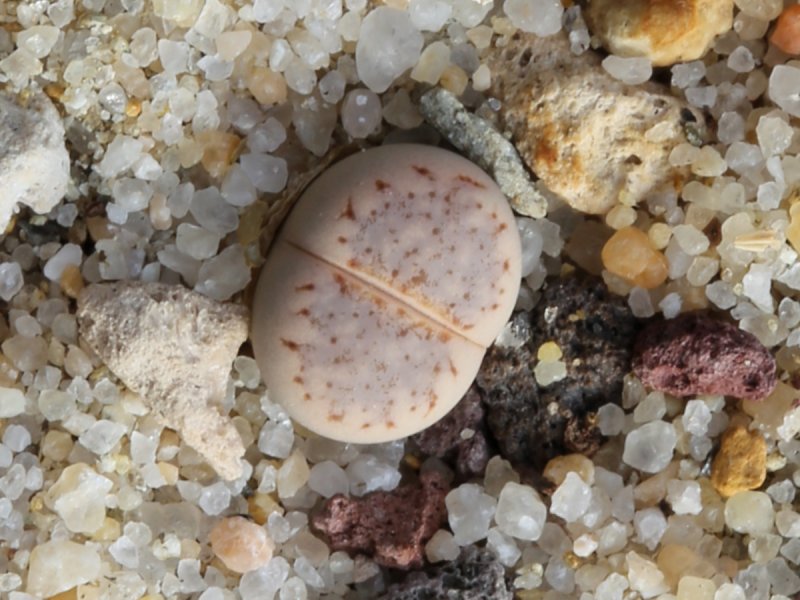 Lithops julii C218