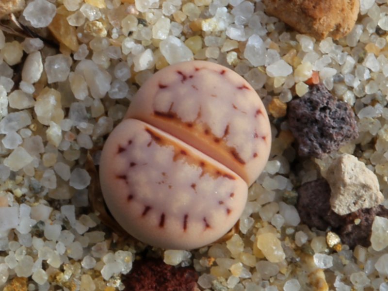 Lithops julii ssp. julii (*littlewoody) C218