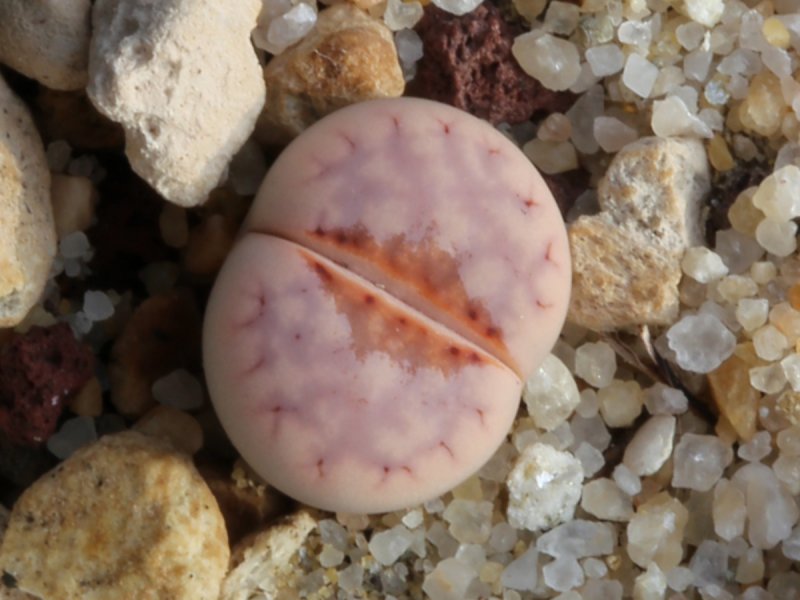 Lithops julii ssp. julii (*littlewoody) C218
