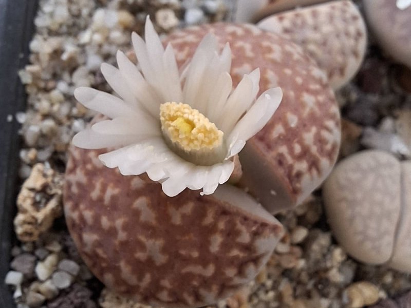 Lithops julii ssp. julii (*littlewoody) C218