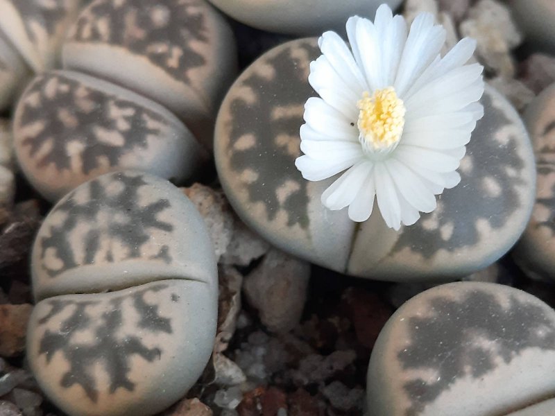 Lithops karasmontana ssp. bella C285