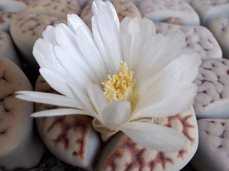 lithops karasmontana ssp. karasmontana var. karasmontana