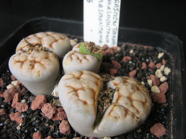 Lithops karasmontana C225