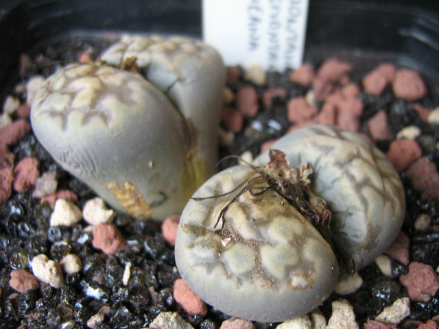 Lithops karasmontana v. lericheana C329