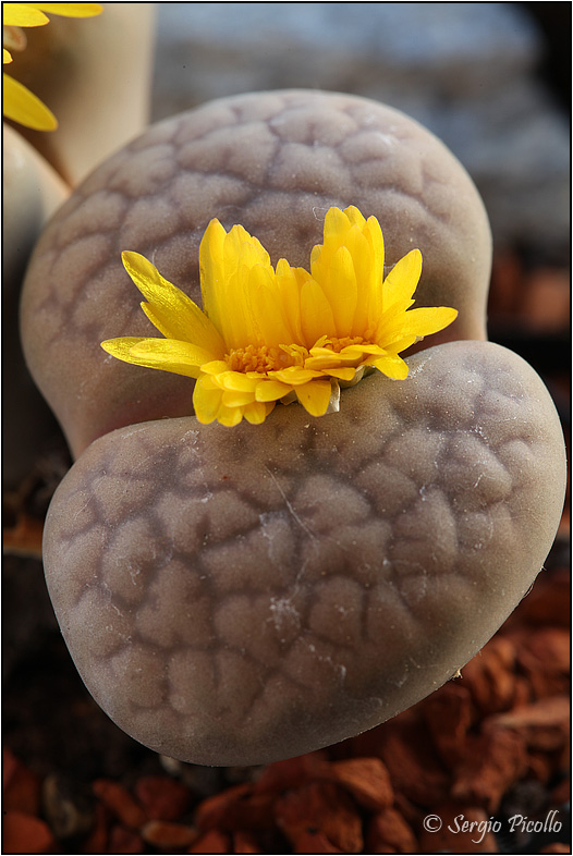 Lithops lesliei 