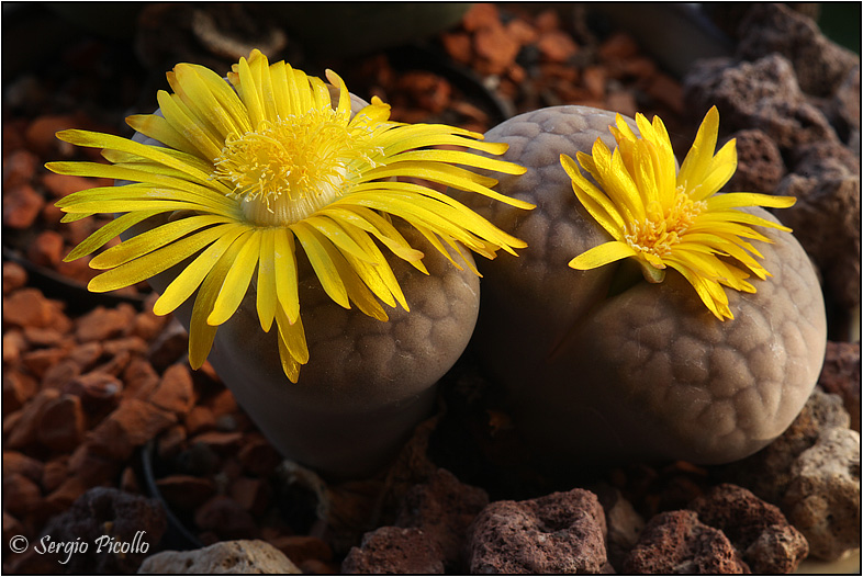 Lithops lesliei 