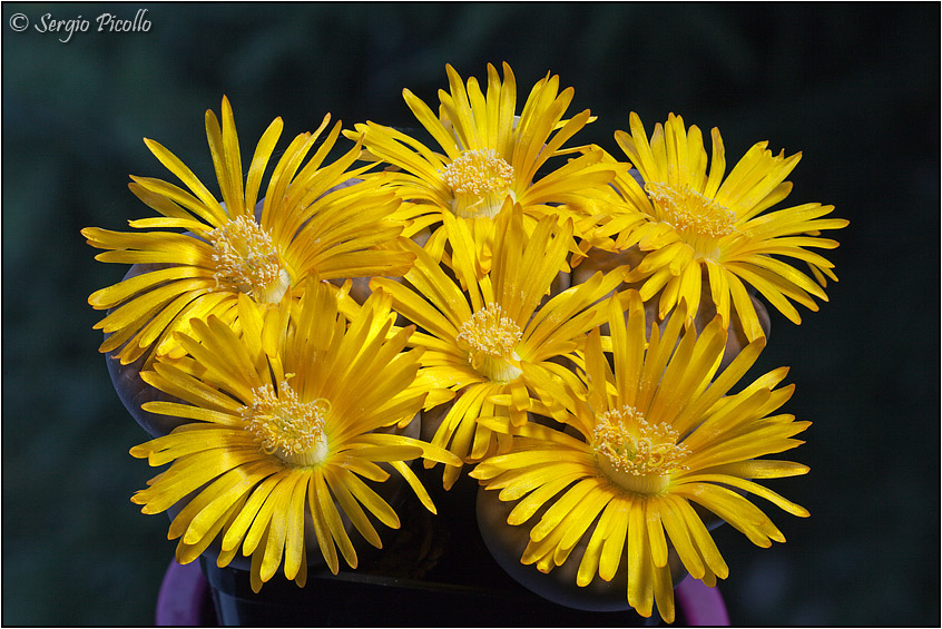 Lithops lesliei 