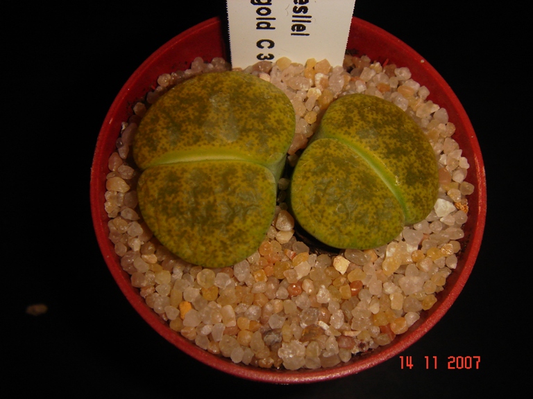 lithops lesliei cv. storm's albinigold