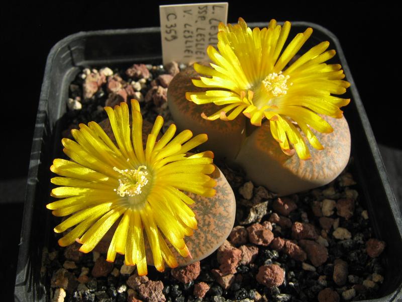 Lithops lesliei C359