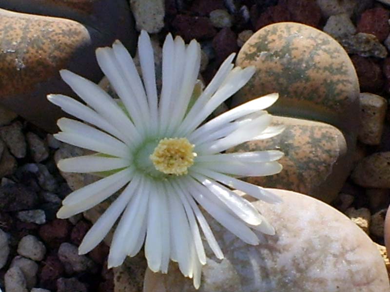 Lithops lesliei v. minor cv. witblom C 6A