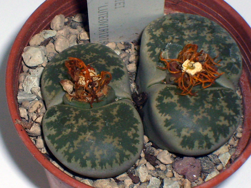 Lithops lesliei cv. luteoviridis 