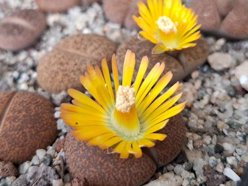 Lithops lesliei ssp. lesliei var. mariae C152