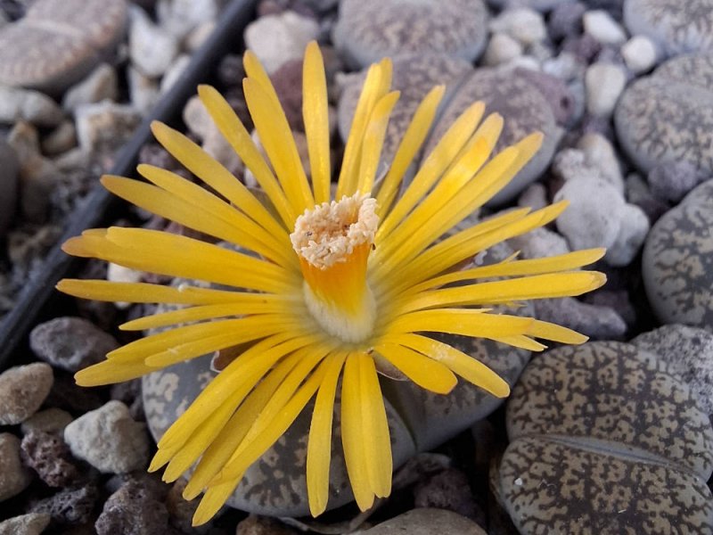 Lithops lesliei ssp. lesliei var. lesliei (kimberly form) C341