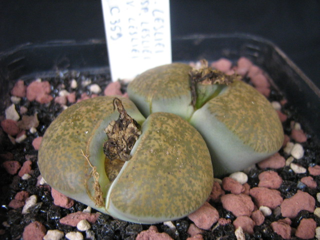 Lithops lesliei C359