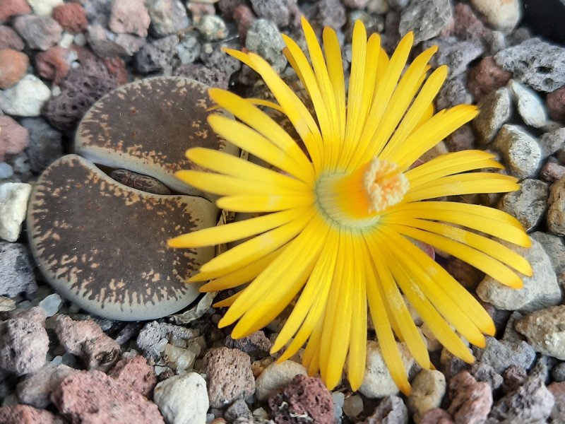 Lithops lesliei v. venteri C001