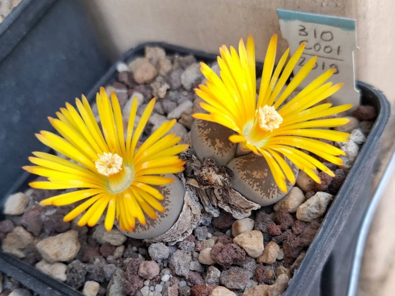 Lithops lesliei ssp. lesliei var. venteri C001