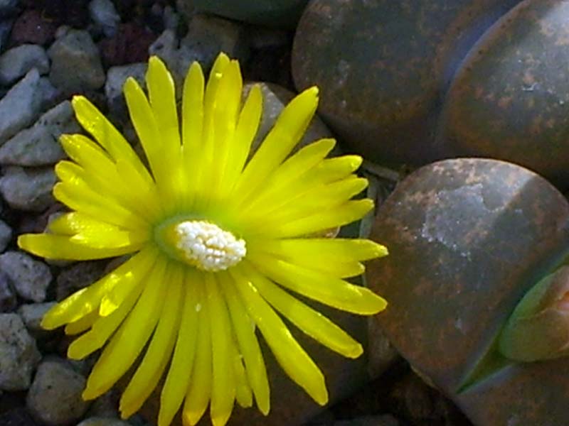 Lithops lesliei f. warrenton C 5