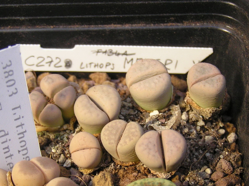 Lithops meyeri 