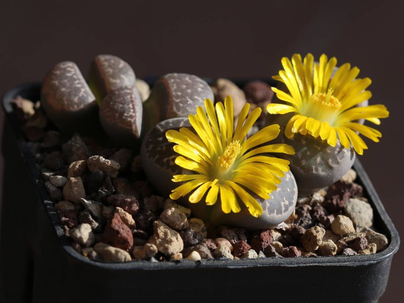 Lithops naureeniae C304