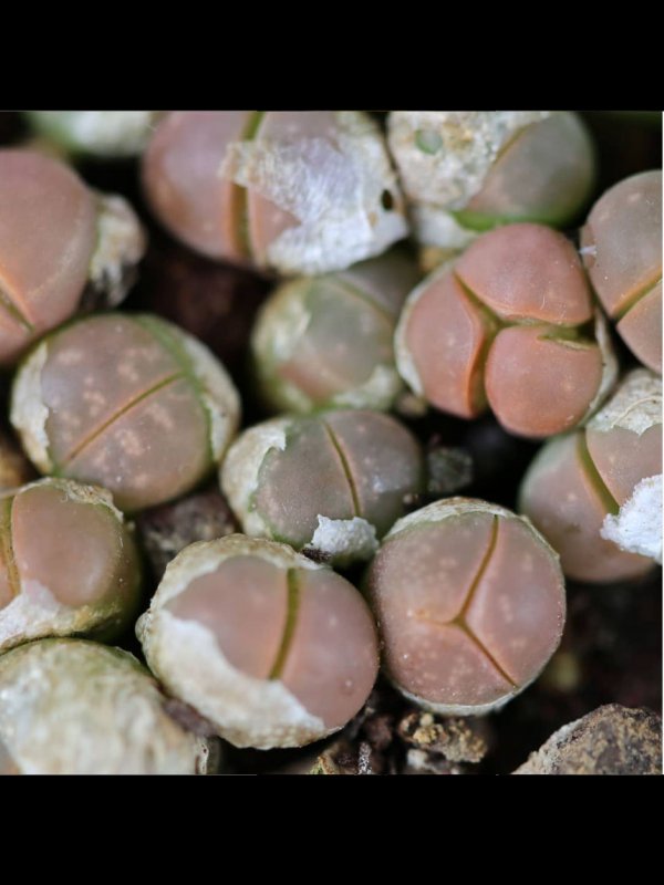 Lithops olivacea v. nebrownii C162B