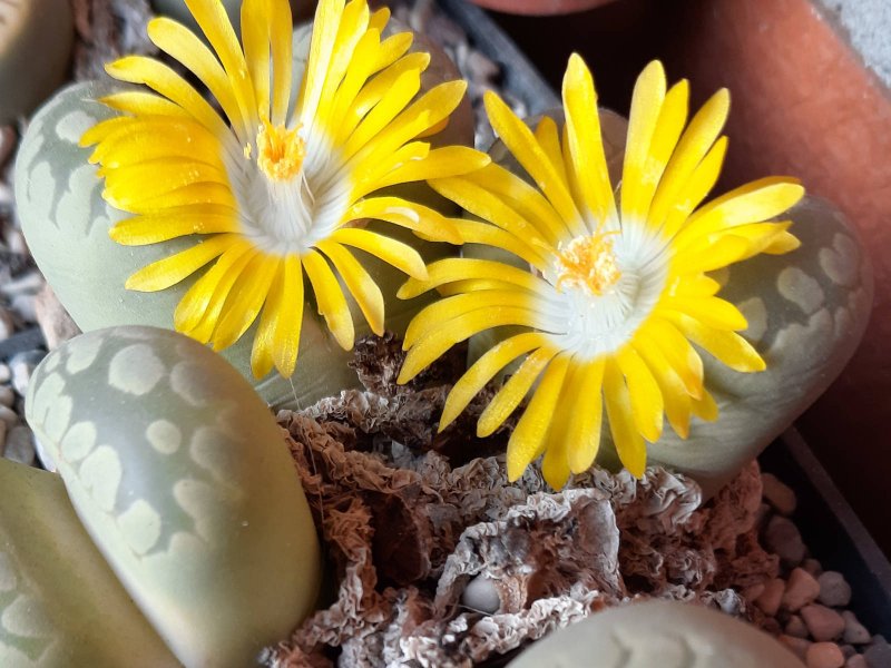 Lithops otzeniana 