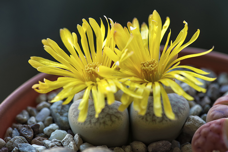 Lithops pseudotruncatella 