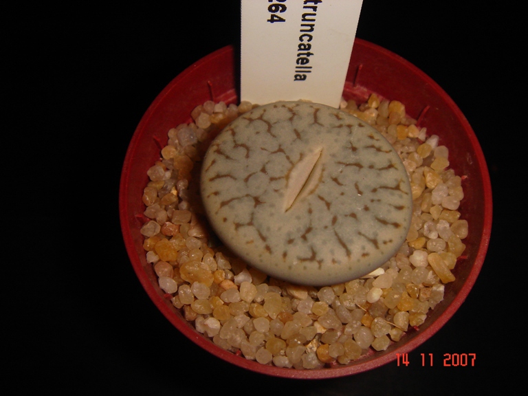 Lithops pseudotruncatella C264