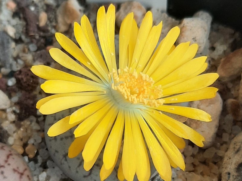 Lithops pseudotruncatella C067